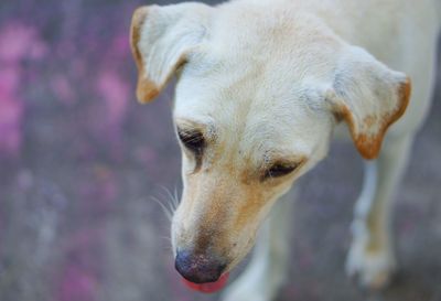 Close-up of a dog looking away