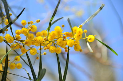 Close-up of yellow flowers against sky