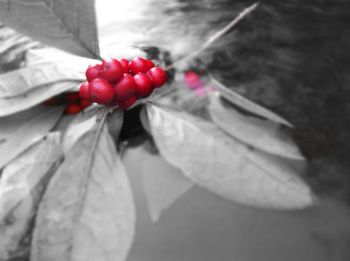 Close-up of red flowers