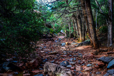 Footpath passing through forest