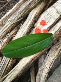 Close-up of flower growing on wood
