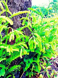 High angle view of fresh green plant on field