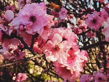 Close-up of pink flowers blooming on tree