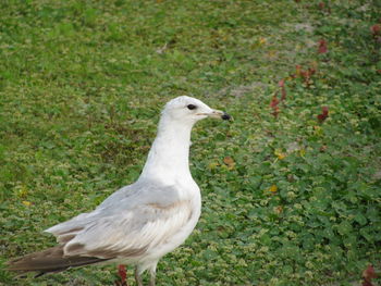 A seagull enjoying the grass next to a lake .