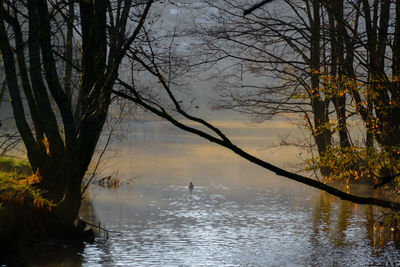 Scenic view of lake against bare trees