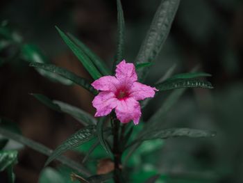 Close-up of pink flowering plant