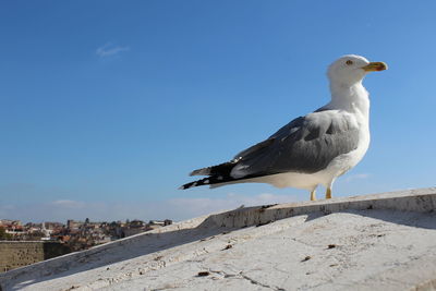 Close-up of seagull on a marble wall