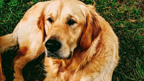 Close-up of dog on field