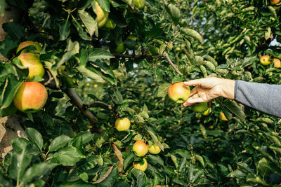 Hand harvesting apples from tree