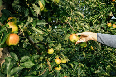 Cropped hand of woman picking apples