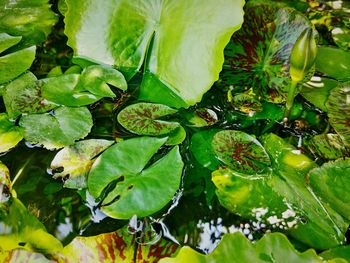 Close-up of lotus water lily