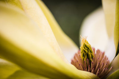 Close-up of yellow flowering plant