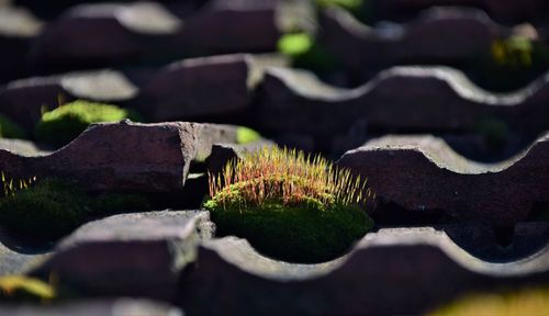 Close-up of moss growing on roof against building