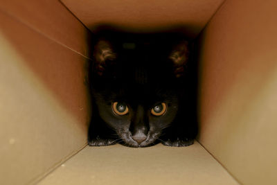 Close-up portrait of cat
