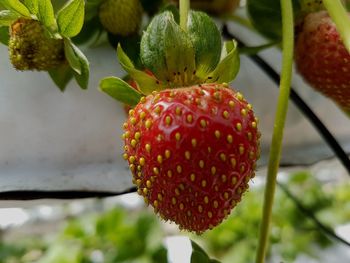 Close-up of strawberry on plant