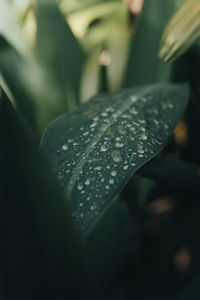 Close-up of wet leaves