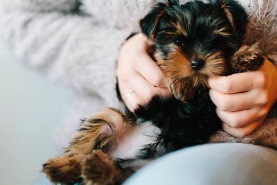 Close-up of hand holding puppy