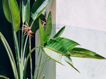Close-up of plant against wall