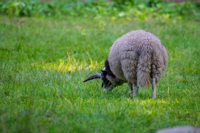 Sheep grazing in a field