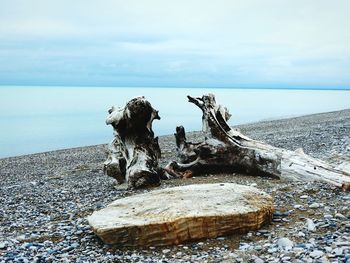 Driftwood on beach by sea against sky