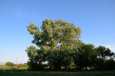 Low angle view of trees on field against clear sky