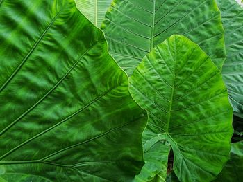 Full frame shot of green leaves