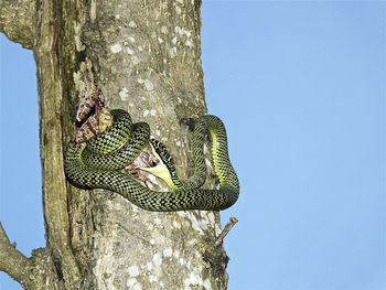 Low angle view of bird perching on tree against clear sky