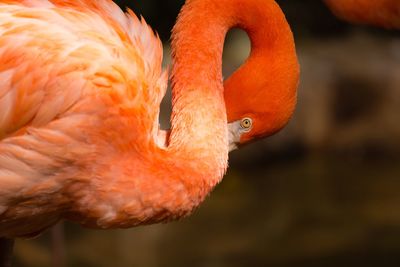 Close-up of a duck