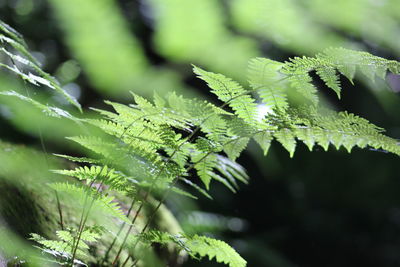 Close-up of fresh green leaves on plant