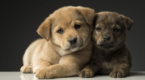 Close-up portrait of puppy