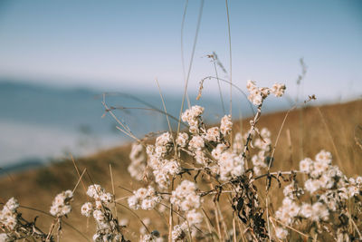 Close-up of flowering plant against sky