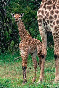 Giraffe standing in park