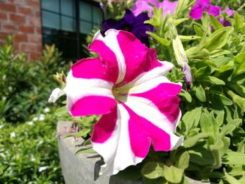 Close-up of pink flowers