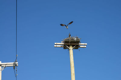 Low angle view of bird perching on power line