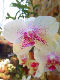 Close-up of pink flower