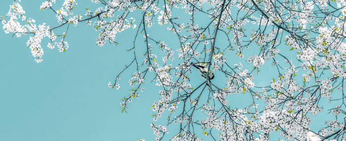 Low angle view of cherry blossoms against blue sky