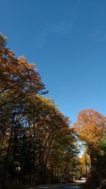 Low angle view of trees against clear blue sky