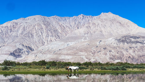 Horses standing by lake against mountains