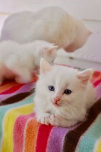 Close-up portrait of kitten relaxing on bed