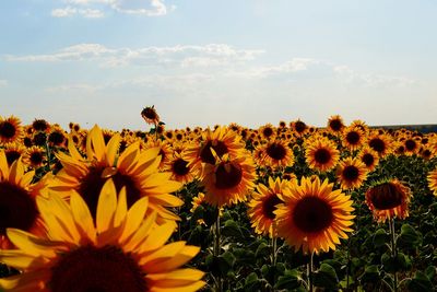 Close-up of sunflower field