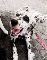 High angle view of dog standing on footpath