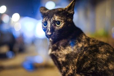 Close-up of cat looking away