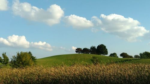 Scenic view of field against clear sky