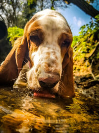 Close-up of dog drinking water