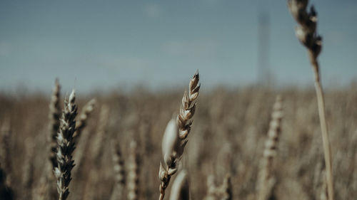 Close-up of stalks in field