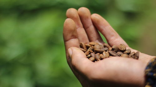 Close-up of hand holding raw coffee beans