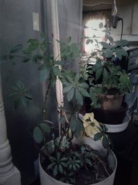 Close-up of potted plant