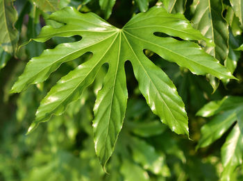 Full frame shot of leaves
