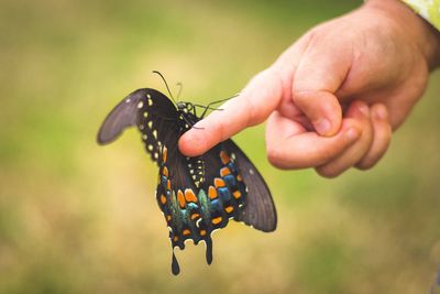 Close-up of butterfly on hand