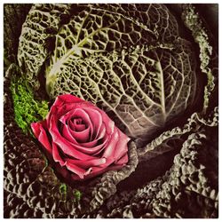 Close-up of pink rose